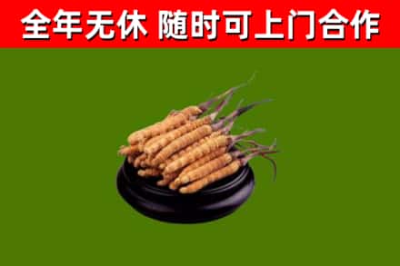 宁德烟酒回收冬虫夏草.jpg